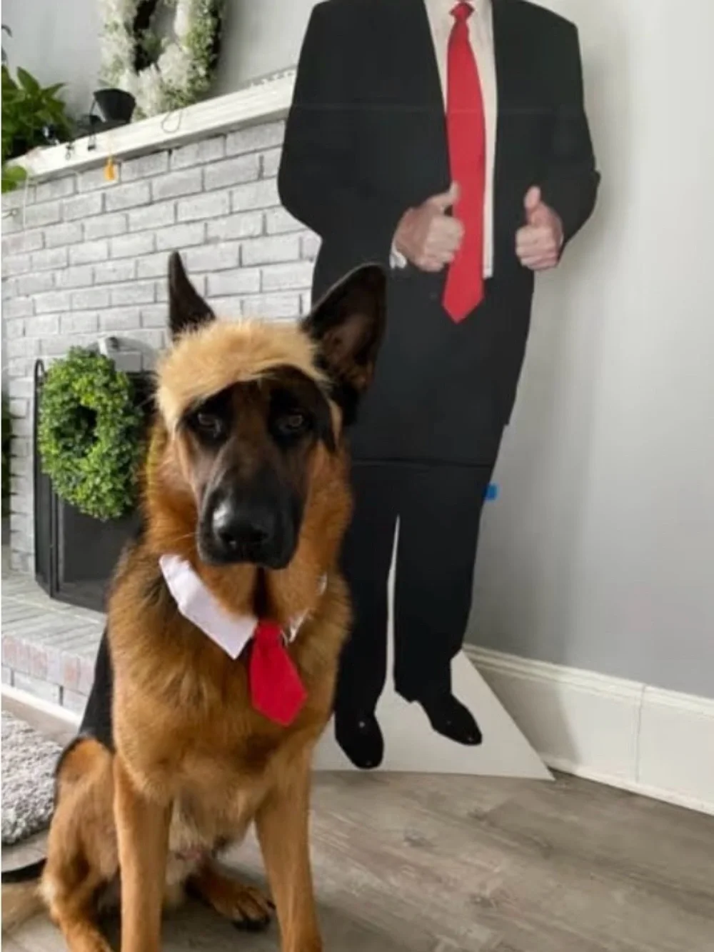Trump Pet Costume, Wig and Tie, Size Small/Medium